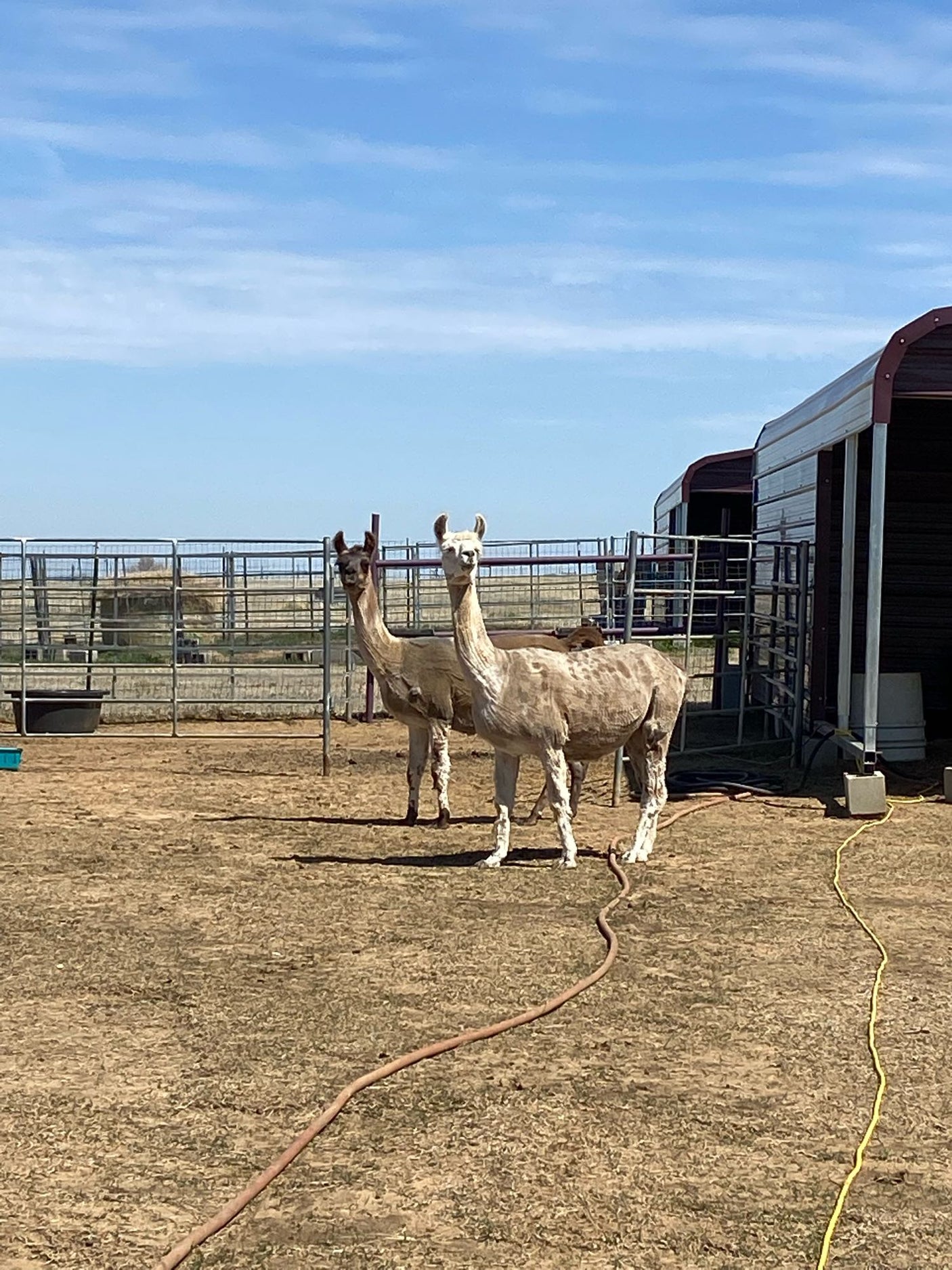 Two alpacas gaze. A glimpse of farm life near metal shelters. Perfect for your RV rental getaway!