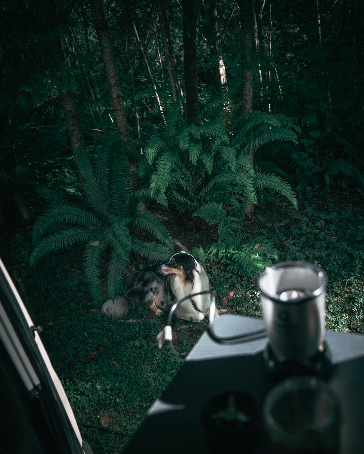 Serene forest view from your RV rental. Dog rests among ferns & trees, seen from a cozy camper.