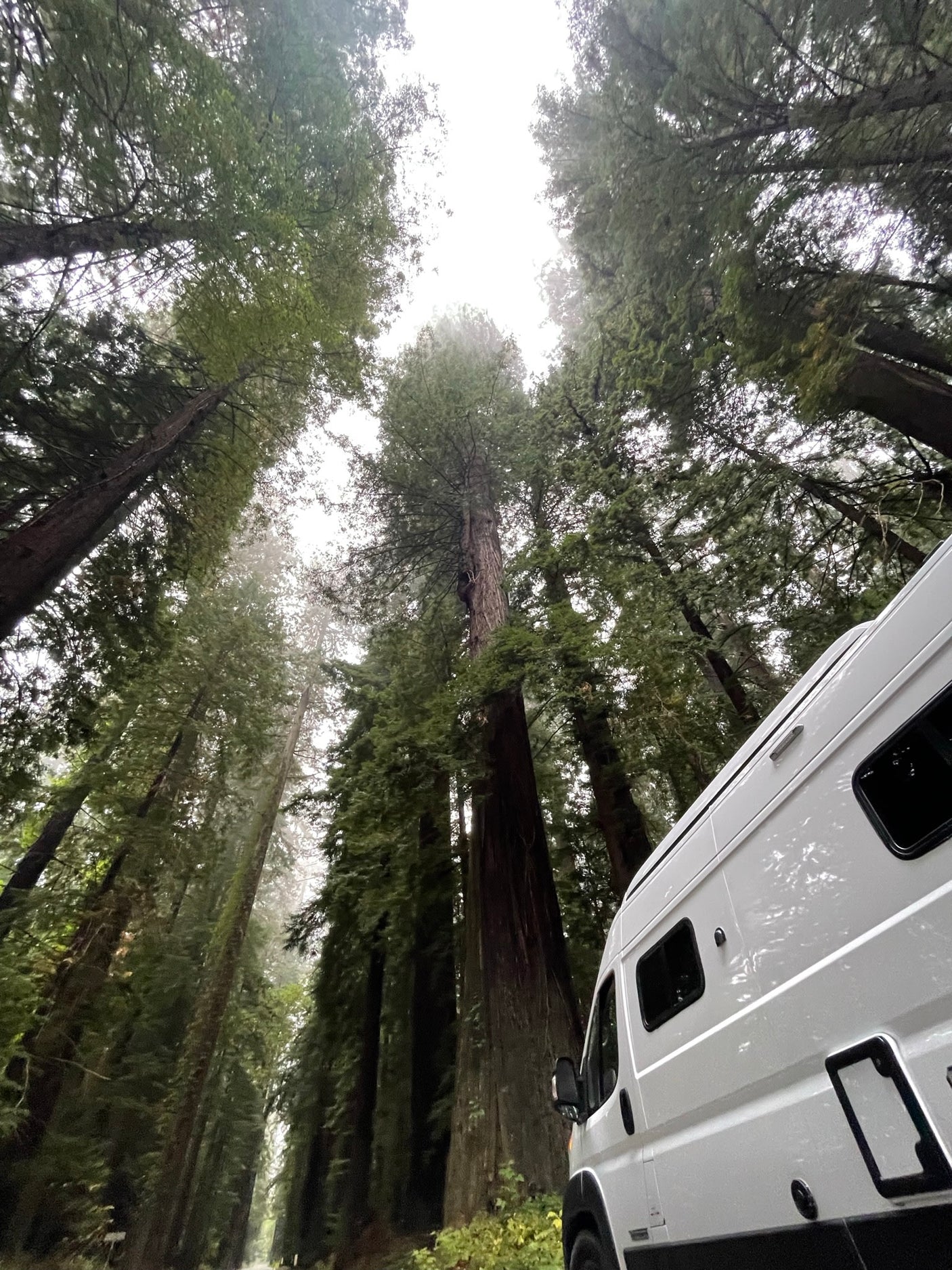 Explore majestic forests with an RV rental! A white camper van is parked among towering redwood trees, as a person climbs one.