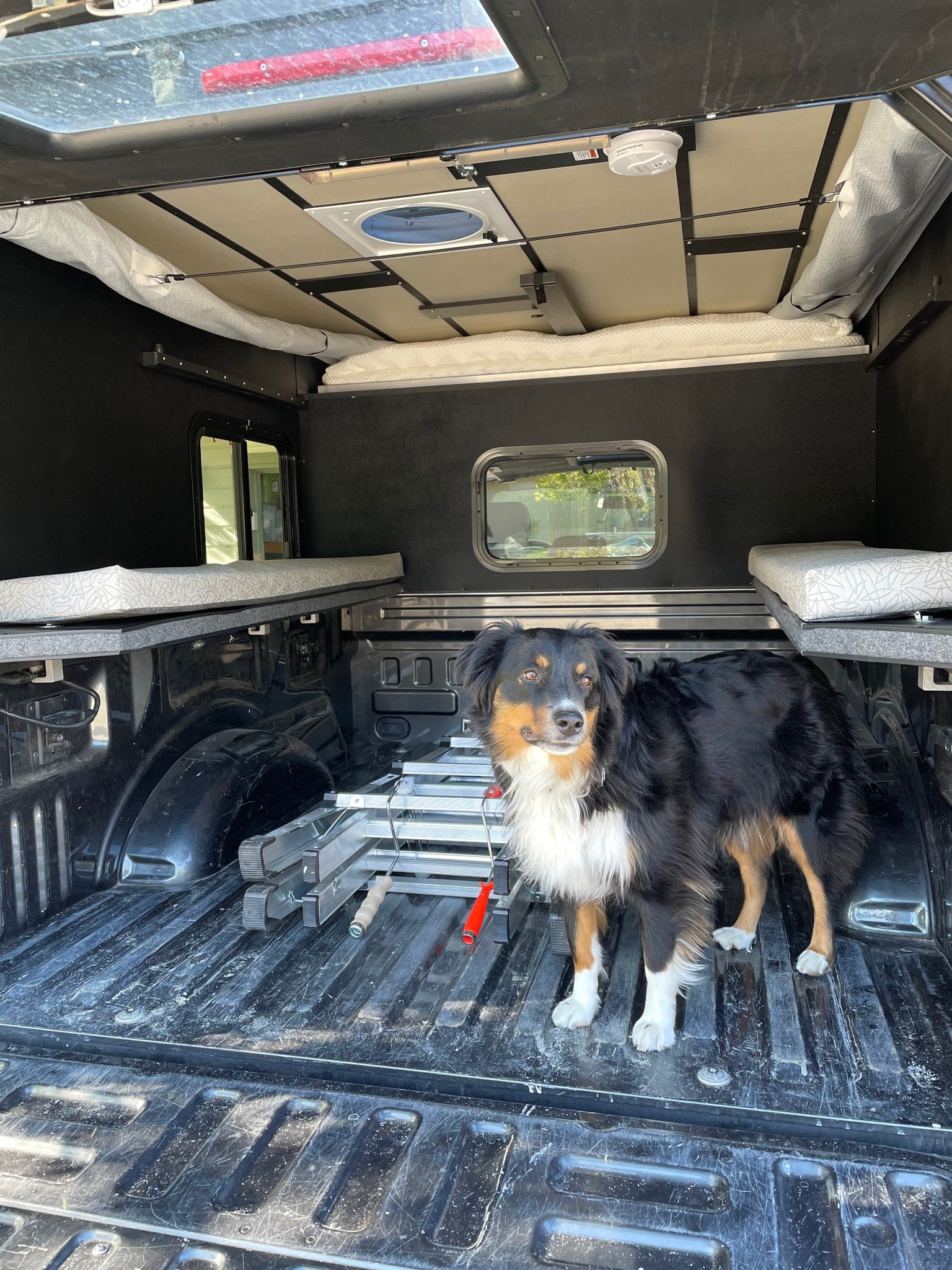 An Australian Shepherd poses inside a comfortable truck camper setup, perfect as an RV rental for camping adventures.