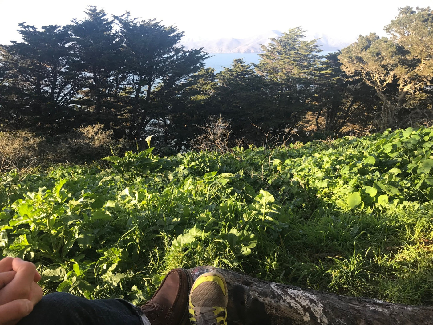 Serene ocean views through cypress trees, lush foreground plants, and feet on a log. Ideal RV rental trip stop.