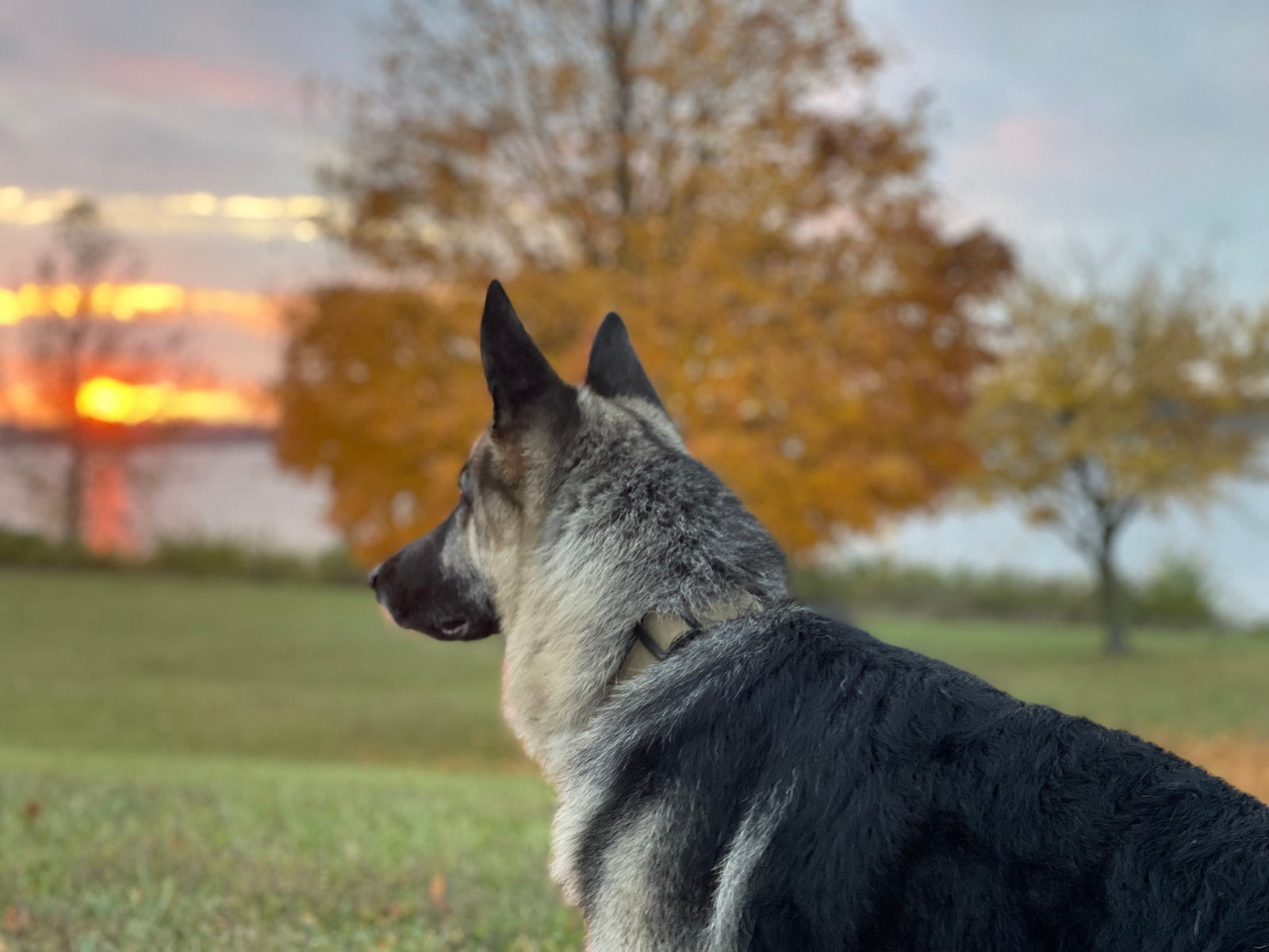 with its side door open. Ideal for your next RV rental adventure!|Happy dog on leash beside a white RV rental camper van with an extended awning