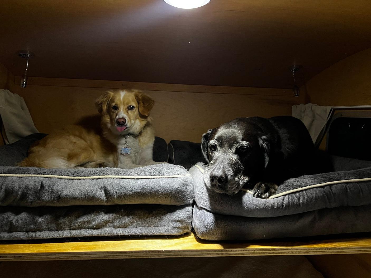 Two dogs, one light with tongue out, one dark, relaxing in comfy beds within a cozy RV rental. Ideal pet travel.