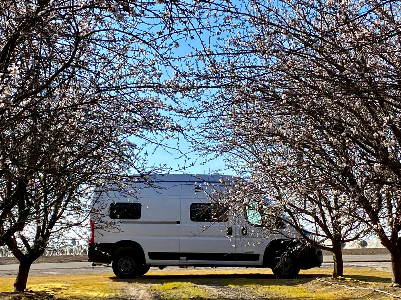 White RV rental camper van parked between two trees covered in white blossoms, under a clear blue sky.