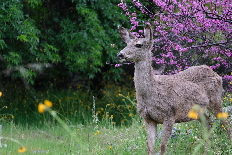 A wet deer stands in a rainy meadow with vibrant pink blossoms. Discover serene wildlife with your RV rental.