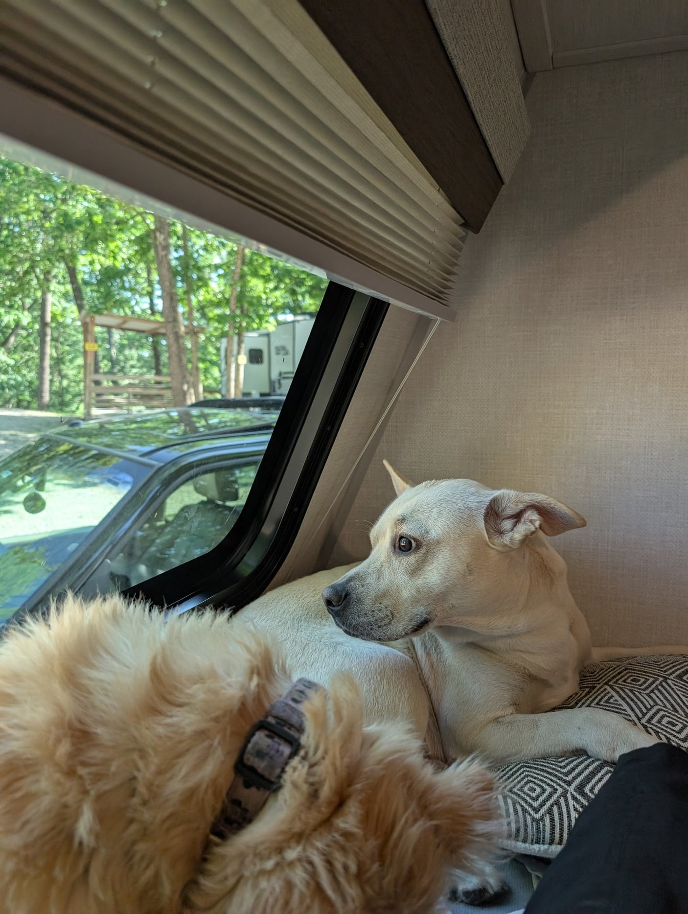 A cream-colored dog looks out an RV rental window, with a fluffy golden dog next to it, enjoying the campsite view.