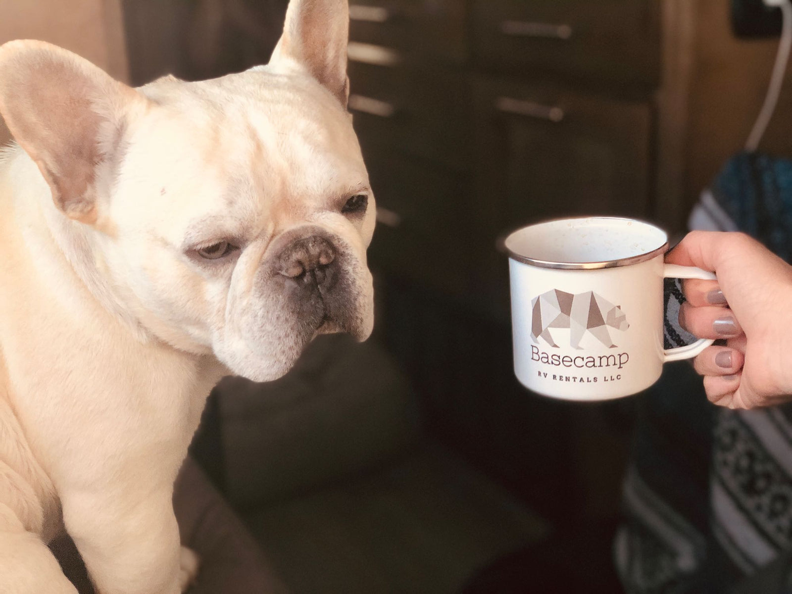 A cream French Bulldog curiously eyes an enamel mug from Basecamp RV Rentals, held by a hand.