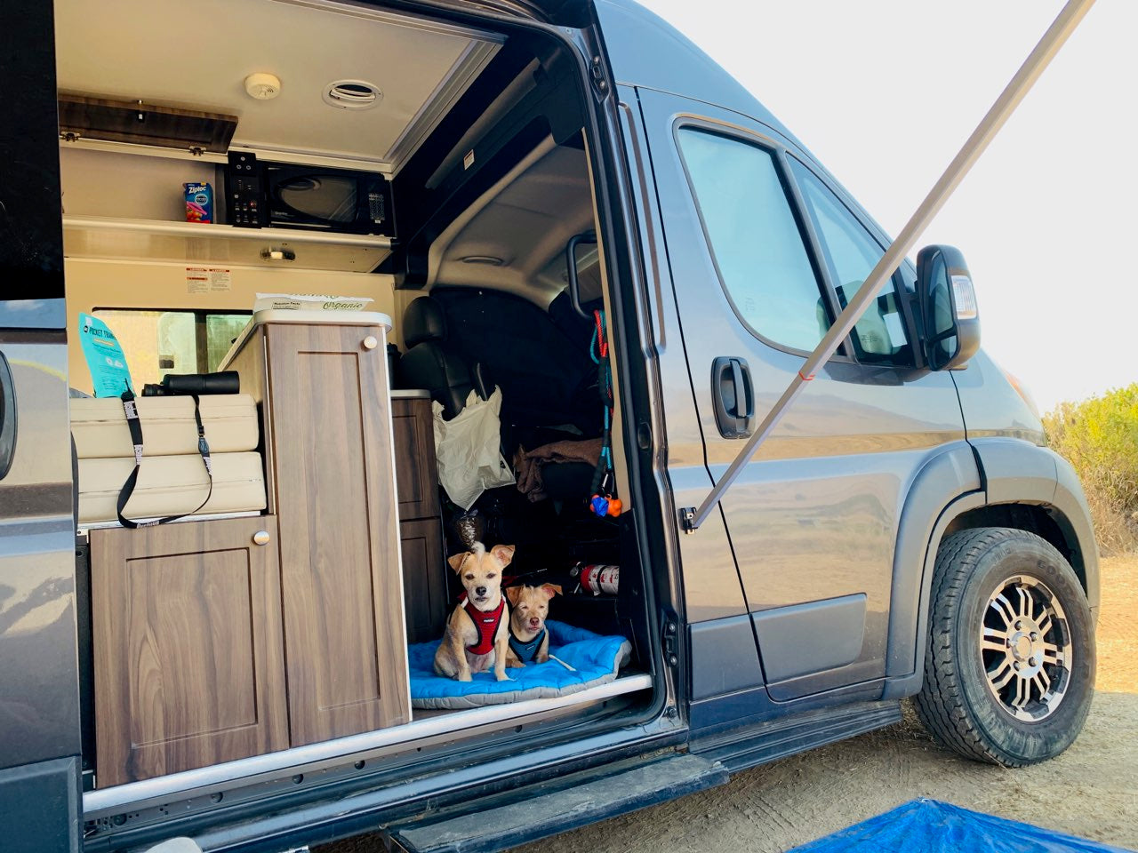 Pet-friendly RV rental journey! Two dogs relax inside a gray camper van with its side door open, ready for adventure.