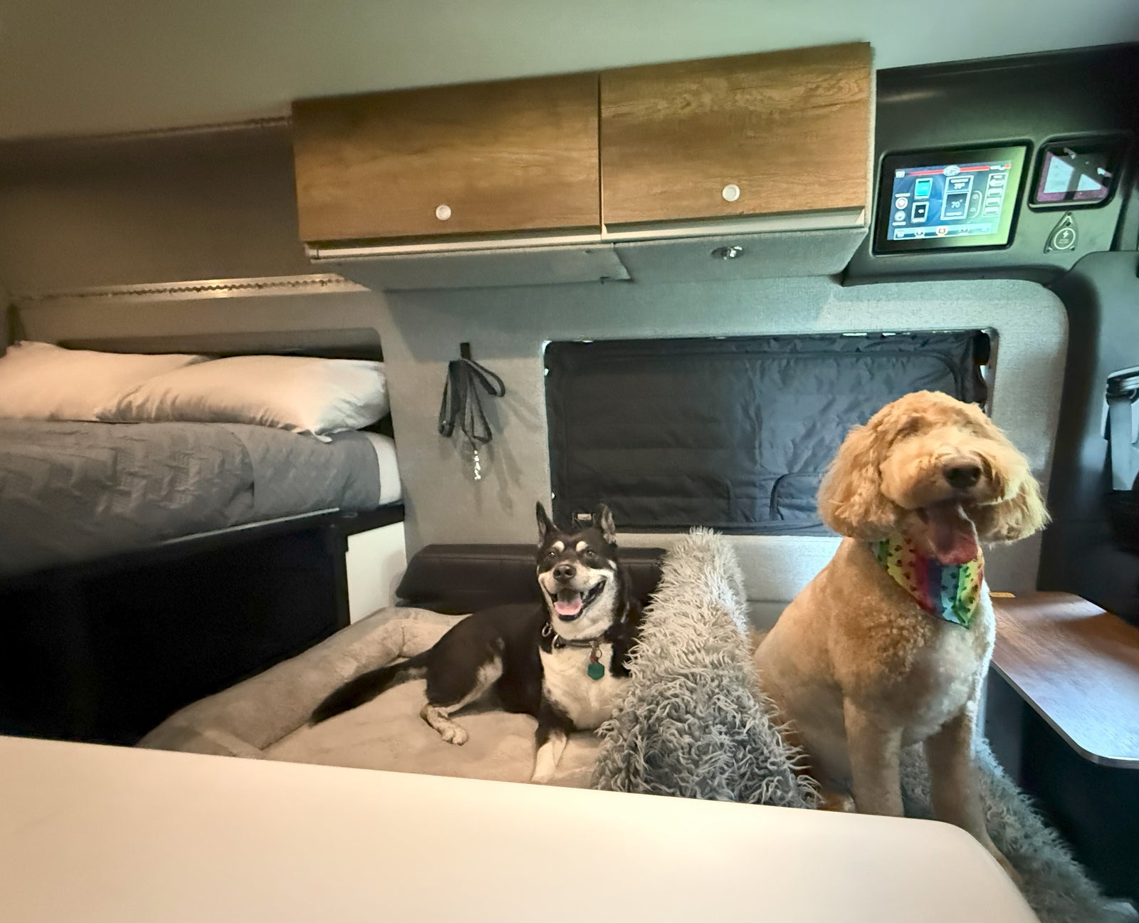 Two happy dogs relaxing in a cozy RV rental interior with a bed, overhead cabinets, and control screen visible.