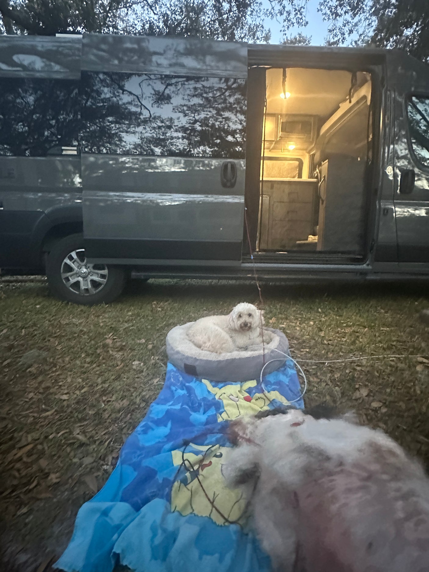Two fluffy dogs relax by a modern RV rental with its open side door revealing a well-lit interior, at a grassy campsite.