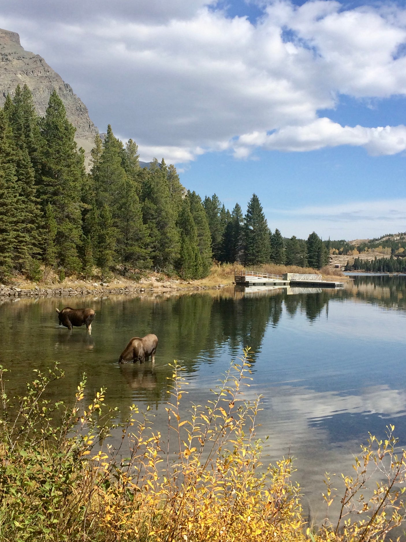 See two moose in a tranquil lake near a pier and mountains, perfect for an RV rental trip exploring nature in autumn.