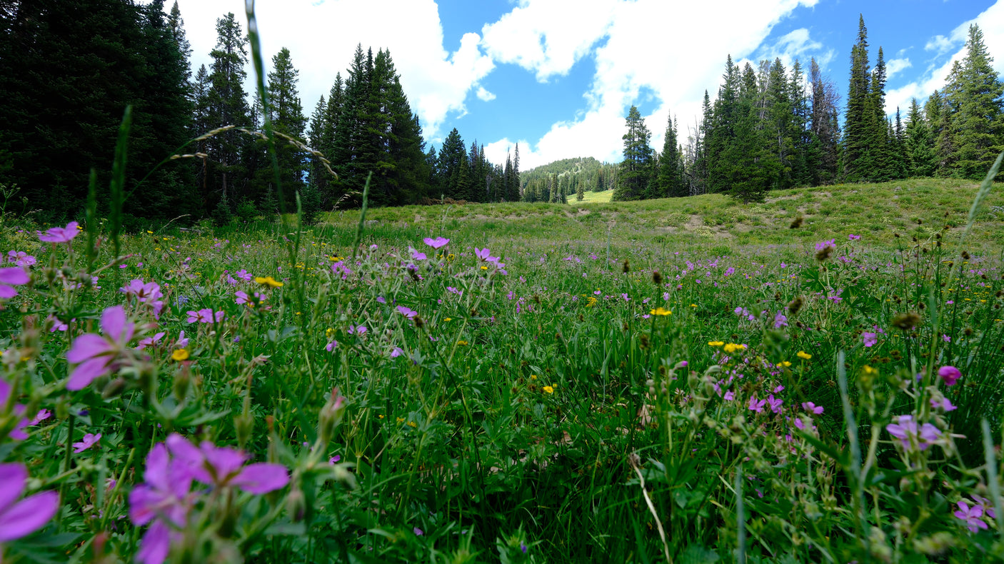 Explore stunning mountain meadows and forests by RV rental. Immerse in nature with vibrant wildflowers under a blue sky.