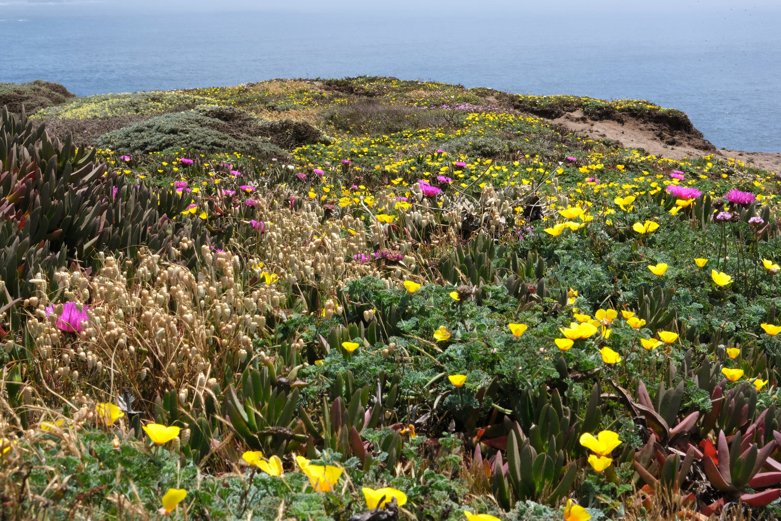 Scenic coastal view with blooming yellow poppies and pink ice plants by the ocean. Ideal for your RV rental adventure.