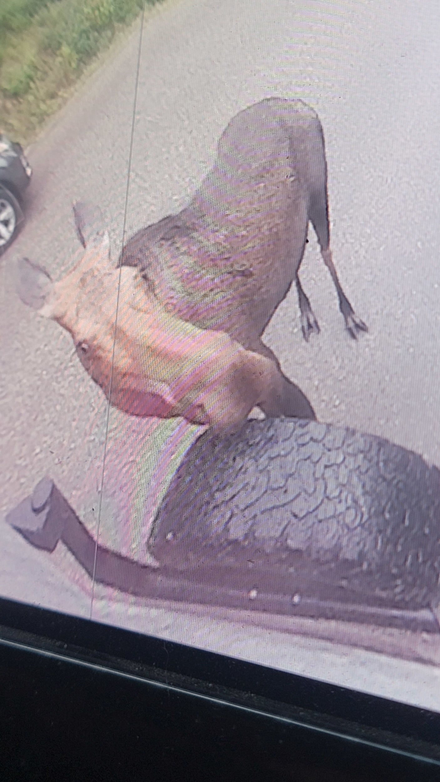 Deer collision on RV rental: a deer lies stunned on the vehicle's spare tire. Unexpected roadside wildlife encounter.