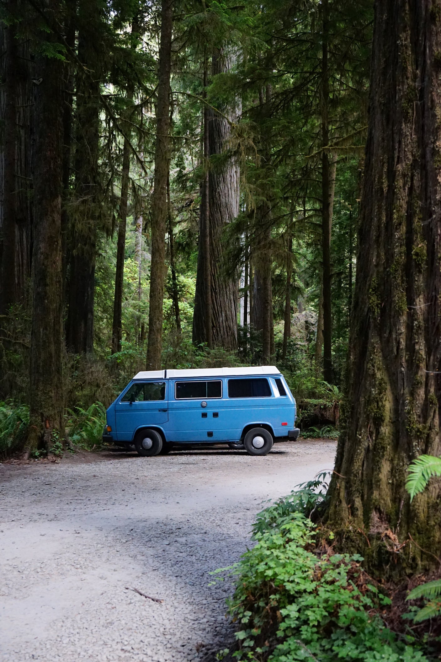 Blue camper van, ideal RV rental, parked on a forest road among giant redwood trees. Perfect for nature travel.
