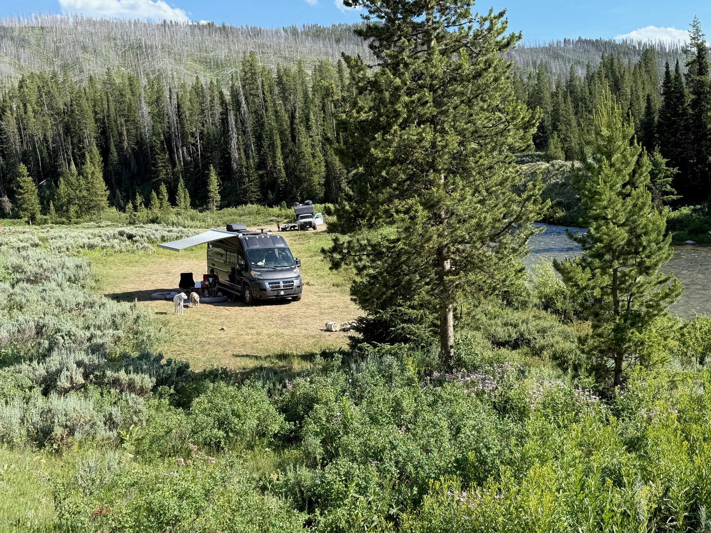RV rental camping with dogs by a river in a scenic forest. Dead trees on a distant mountain are visible.