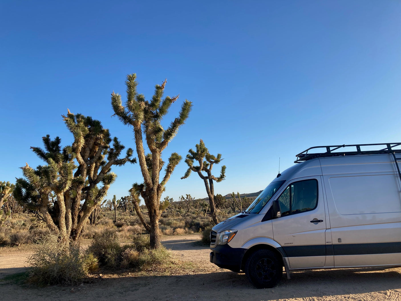 Silver RV rental van parked among tall Joshua trees in a sunny desert. Clear blue sky overhead.