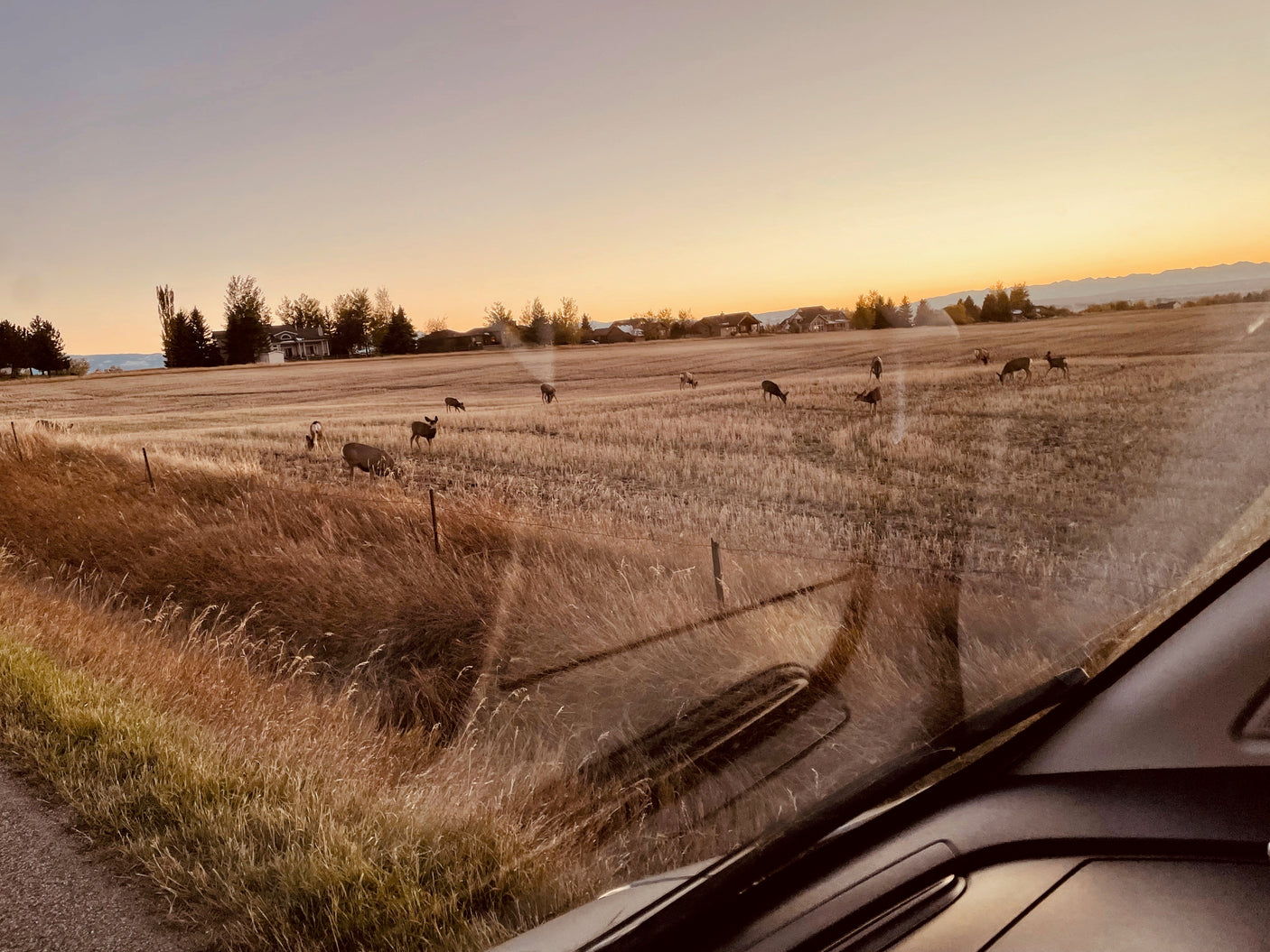 Golden hour wildlife viewing from an RV rental: Deer graze in a rural field at sunset, seen through a vehicle windshield.