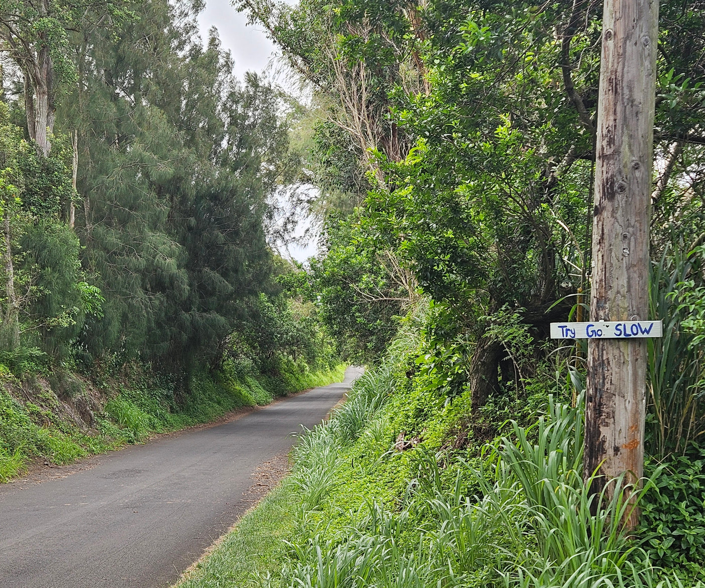 Scenic RV rental drive on a winding road through lush greenery, featuring a "Try Go SLOW" sign on a utility pole.