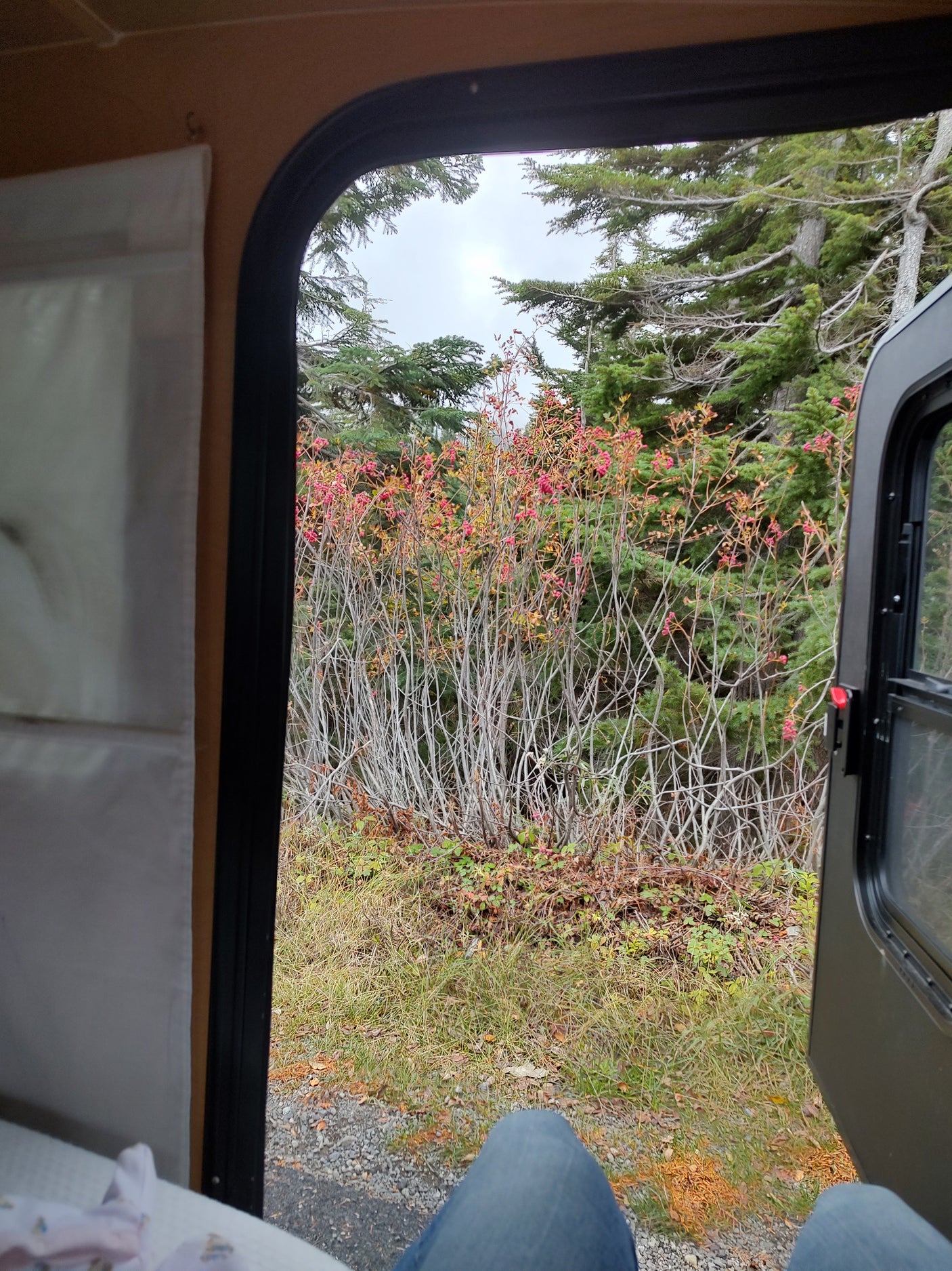 Inside RV rental: Person's legs visible, viewing vibrant red berry bushes, green trees, & gravel path through an open door.