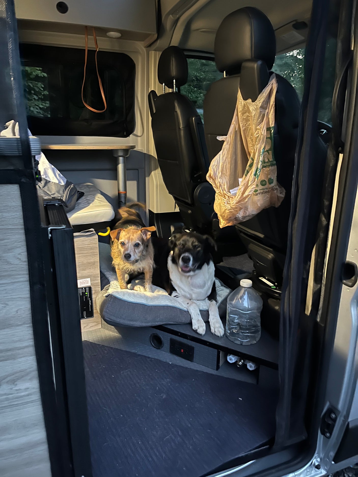 Two happy dogs relaxing on a dog bed inside an rv rental camper van interior, perfect for pet-friendly travel adventures.