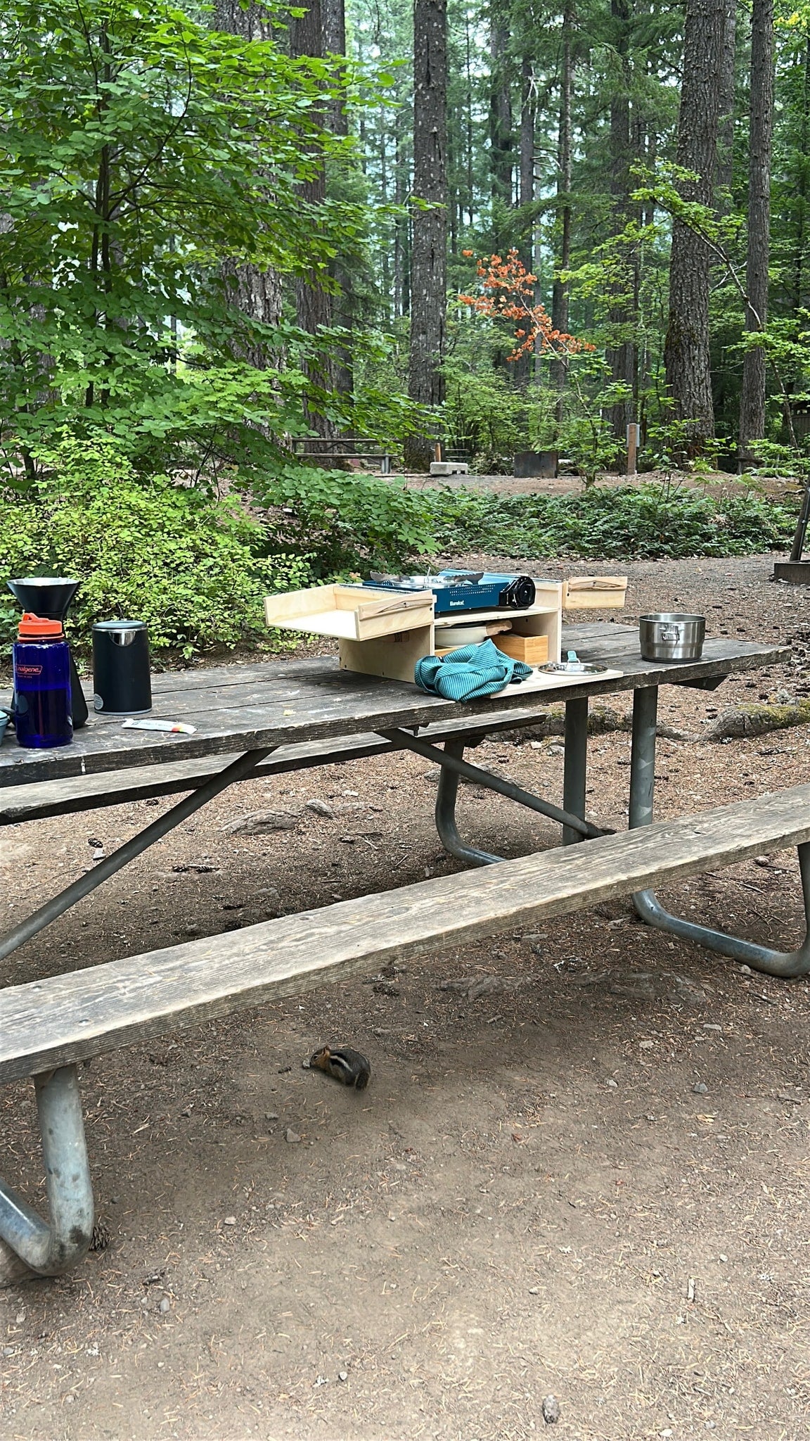 Peaceful RV rental camping: A picnic table holds a portable kitchen in a forest, with a chipmunk below.