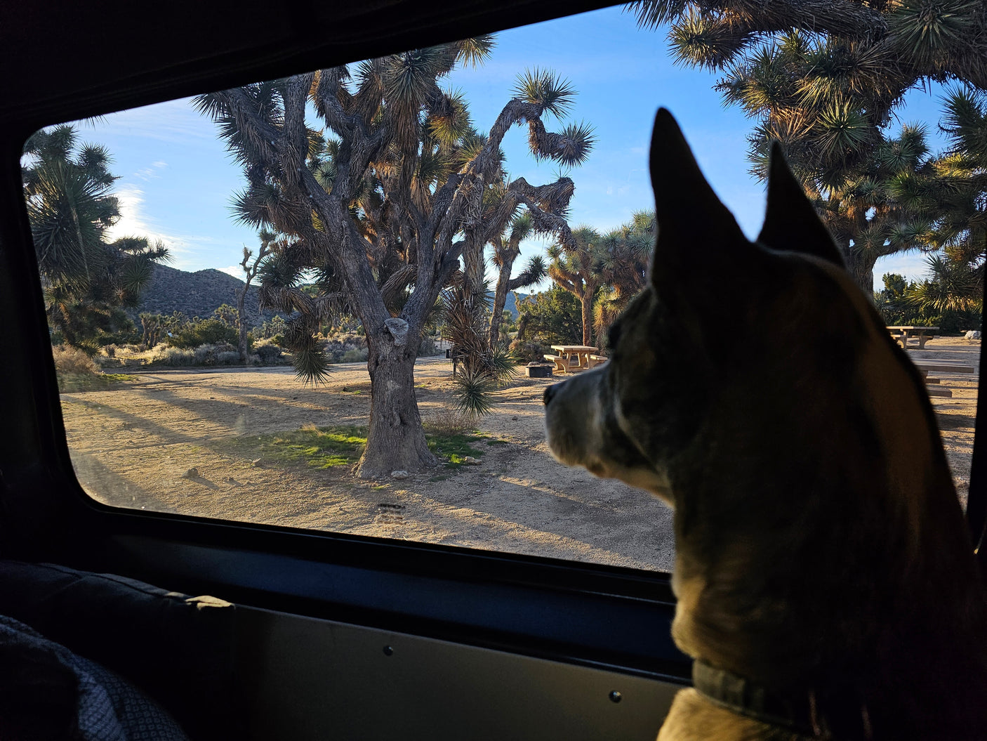 A dog looks out an RV rental window at a sunny Joshua Tree campsite, enjoying the desert landscape.