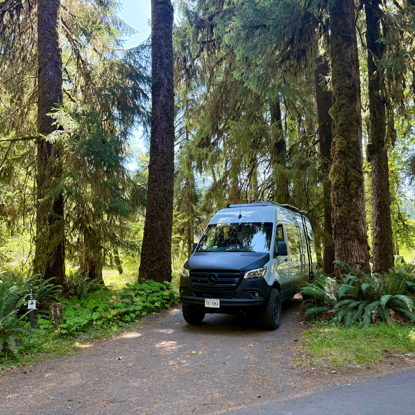 Grey RV rental van at a forest campsite (site 75) surrounded by moss-covered trees and ferns.