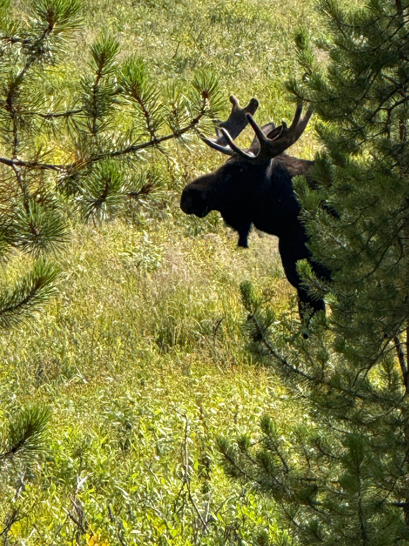 Majestic moose with antlers visible through pine trees in a sunny field. Perfect wildlife sighting on your RV rental adventure!