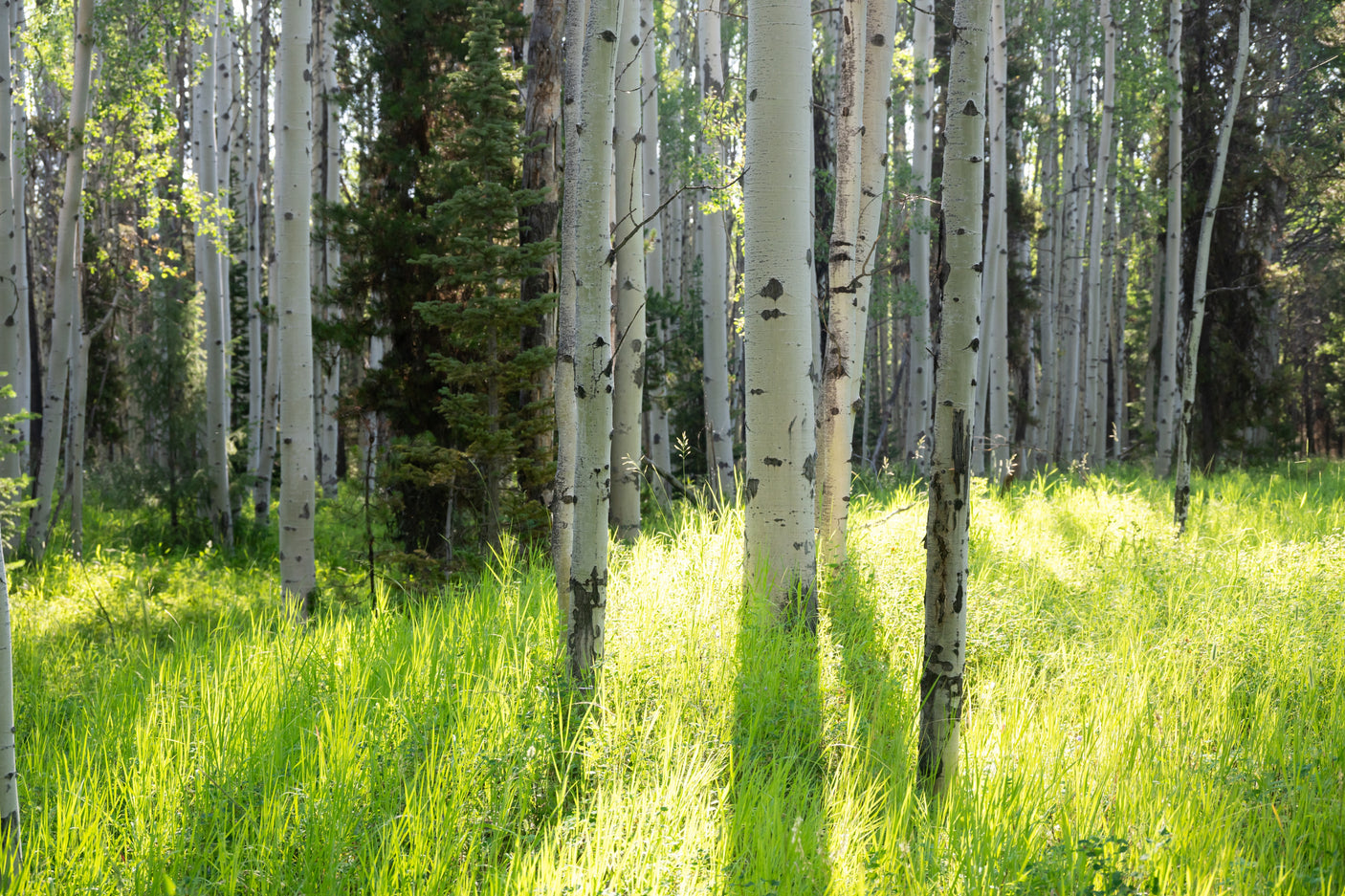 RV rental explorers: a serene aspen forest glows with sunlit, lush green grass. Perfect for outdoor adventure & natural beauty.