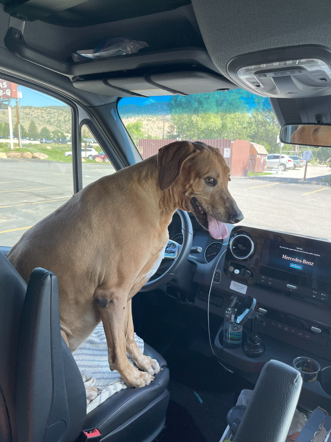 A large, happy dog in the driver's seat of a Mercedes-Benz RV rental van, panting and looking out.