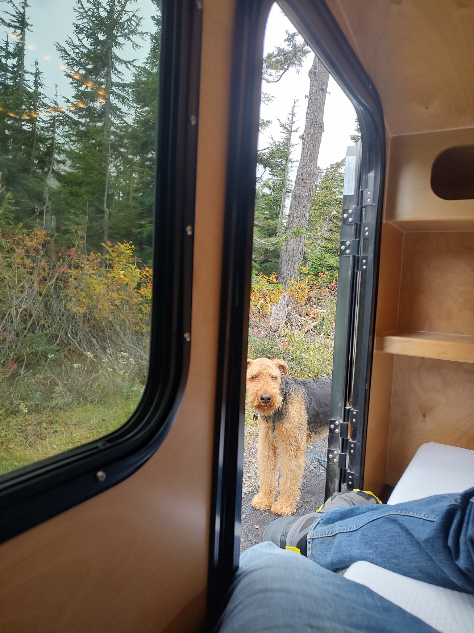 Relaxing in an RV rental, a fluffy Airedale waits by the open door amidst fall foliage, seen from inside with legs propped.