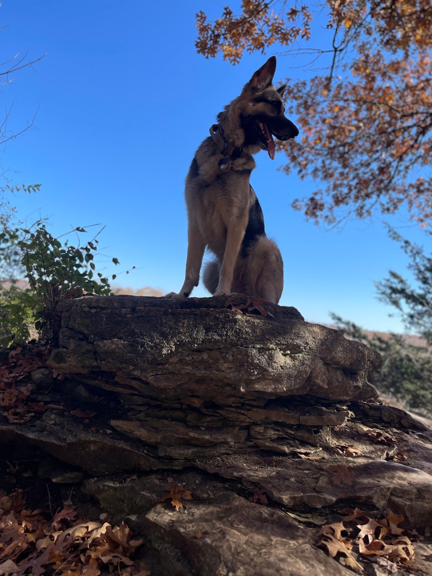 satisfying meal for your next RV rental adventure.|A happy German Shepherd sits on a rock next to a white RV