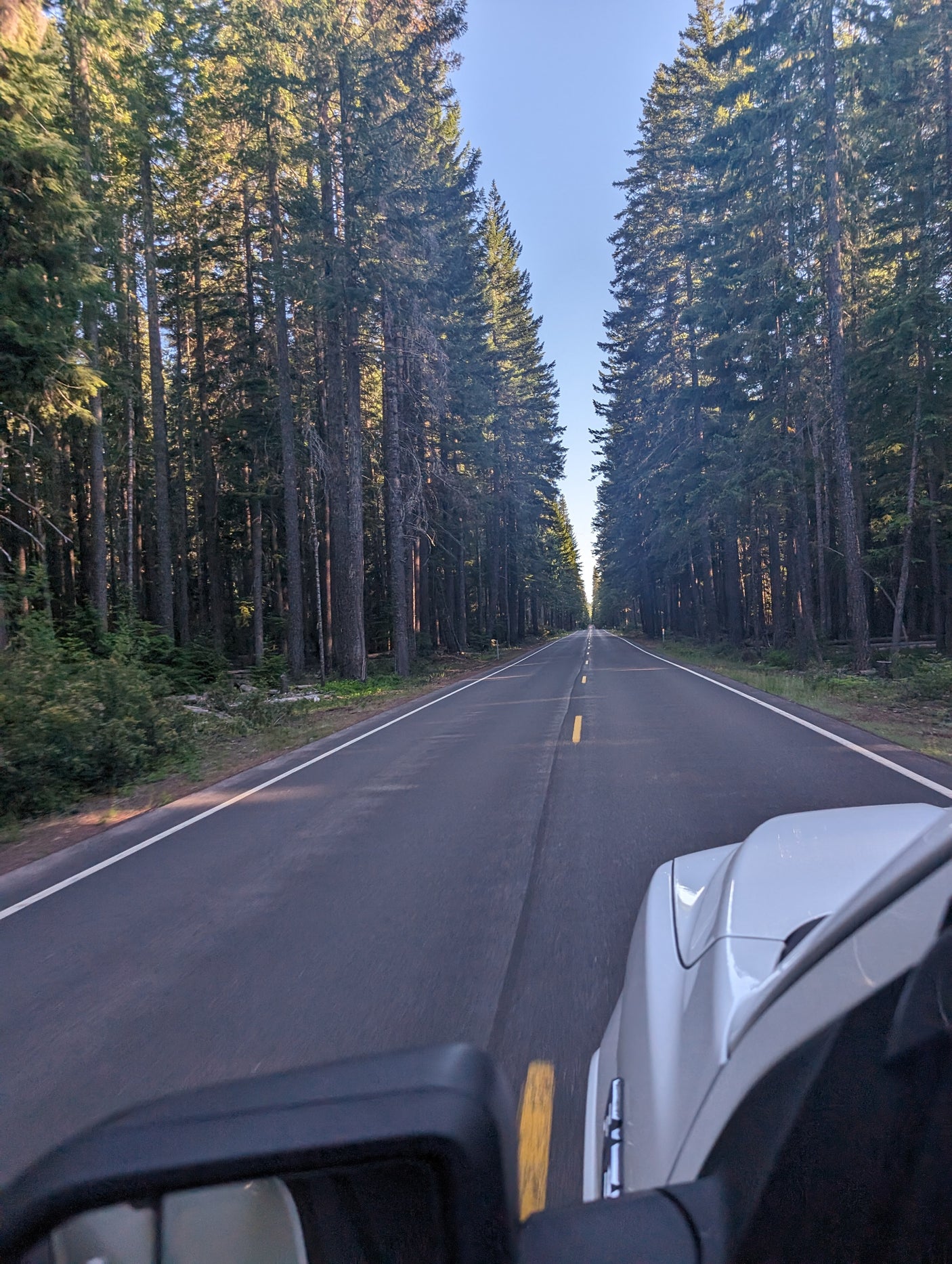 An RV rental provides a driver's perspective of a road trip through a peaceful, sun-dappled pine forest.