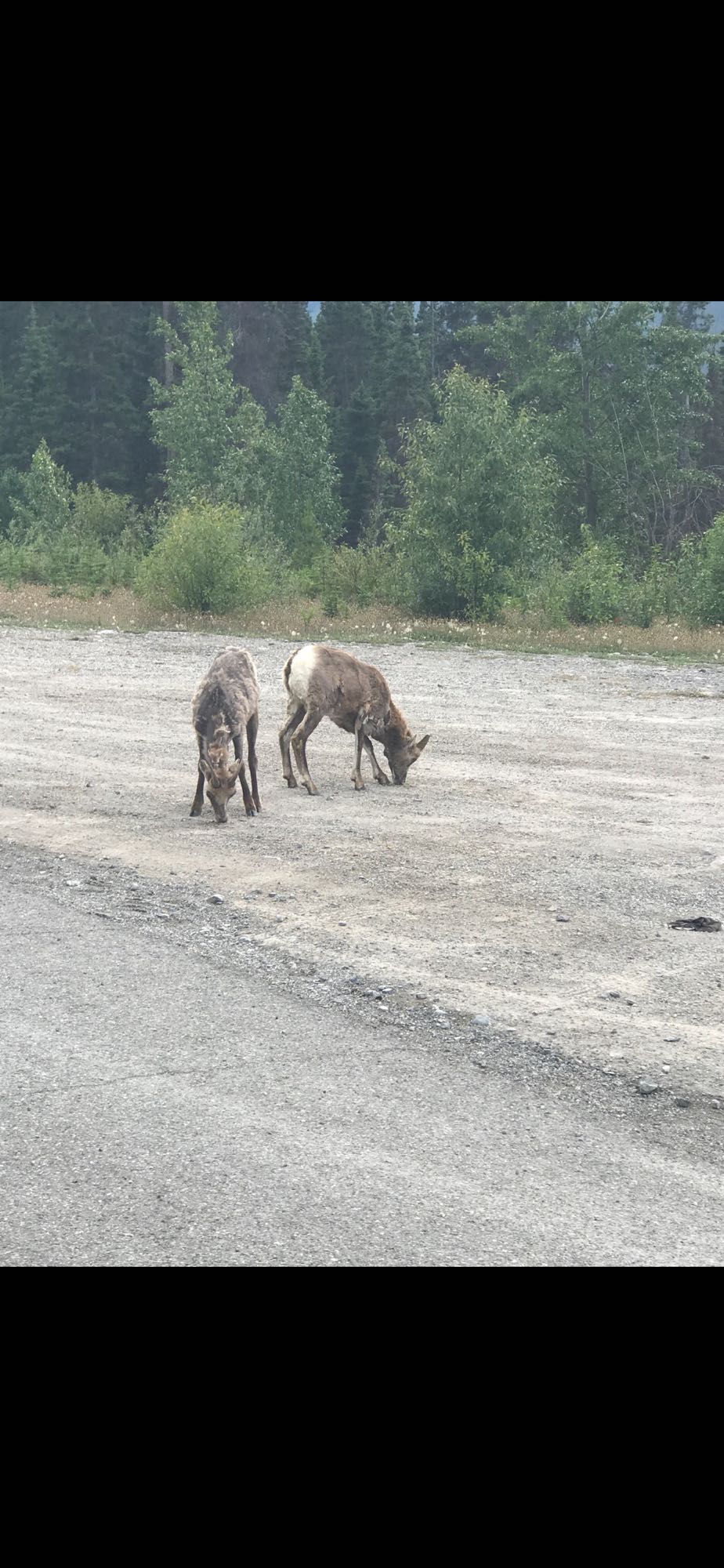 Two wild sheep graze on a gravel road, common near RV rental adventures. Green trees line the background.