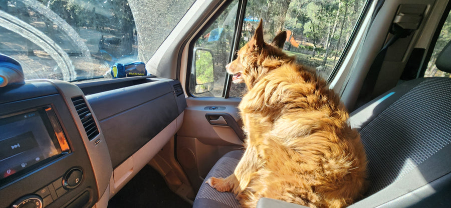 A shaggy brown dog sits in an RV rental's passenger seat, looking out the window at the sunny outdoor scene.