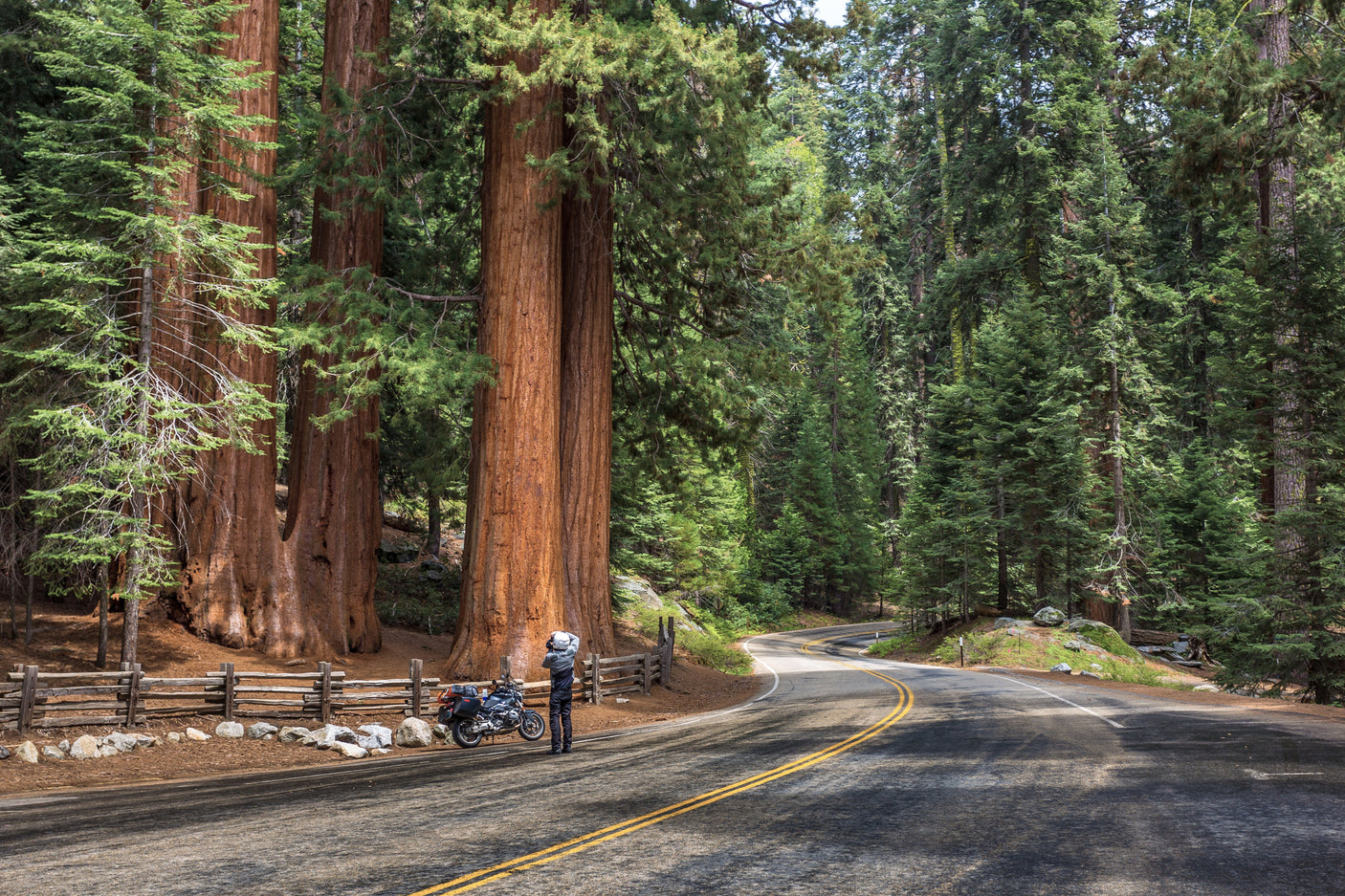 Motorcyclist pauses by giant sequoia trees on a winding road. Imagine your RV rental journey through such breathtaking forests.