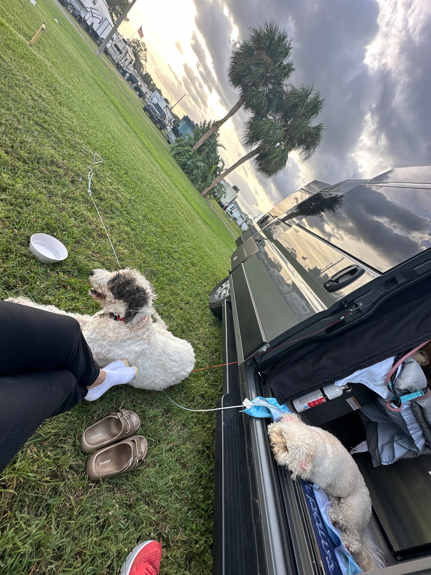 Relaxing at an RV rental site with two dogs. One on the grass, one in the van's rear. Cloudy sky, palm trees.