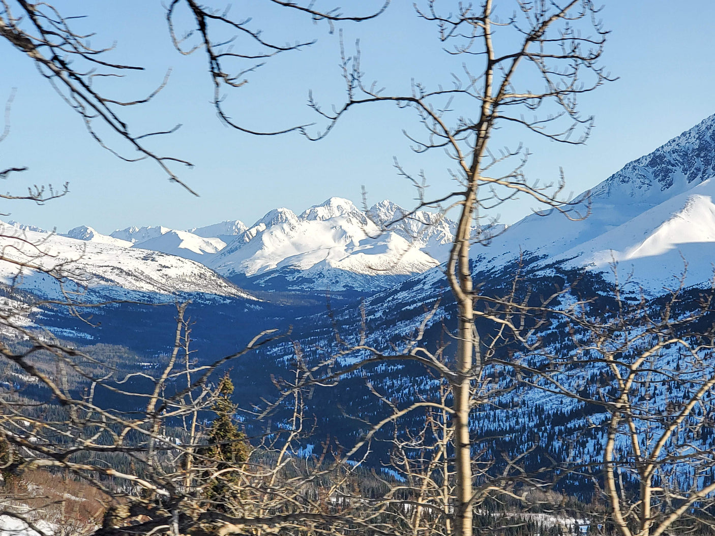 Epic winter landscape of snow-capped mountains & forested valleys, viewed through bare branches. Perfect for an RV rental adventure.