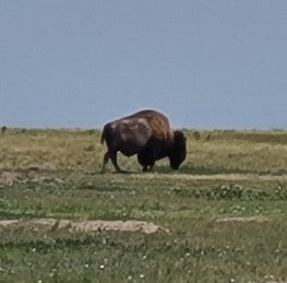 Spot a majestic American bison grazing in an expansive field! Your RV rental offers prime views of wildlife and nature.