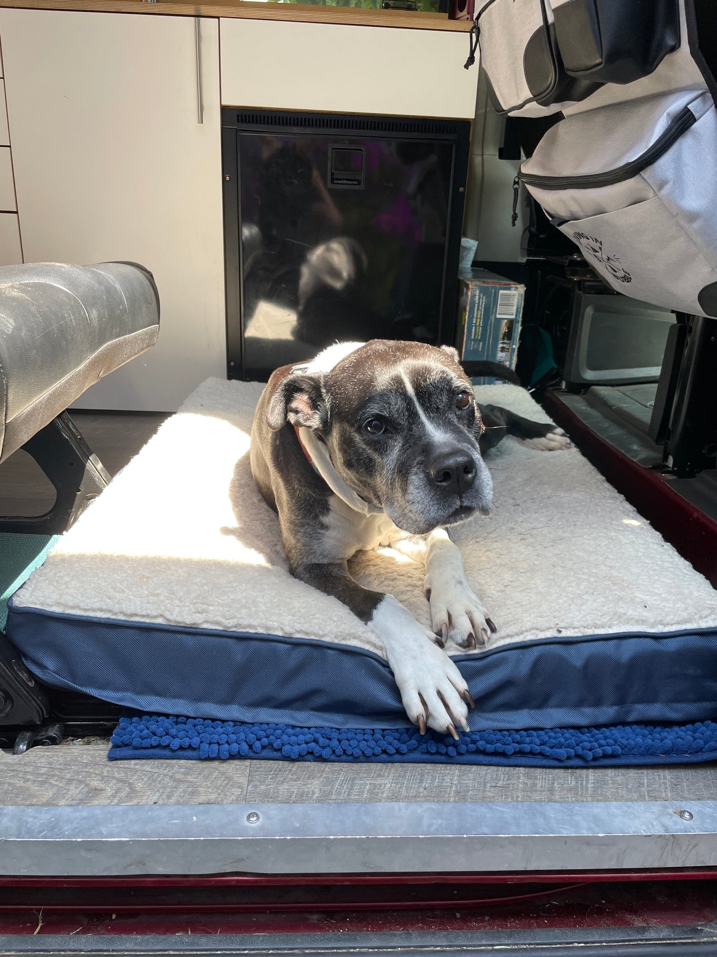 A grey and white dog rests comfortably on a fluffy white bed inside an RV. Perfect for pet-friendly travel with your RV rental.