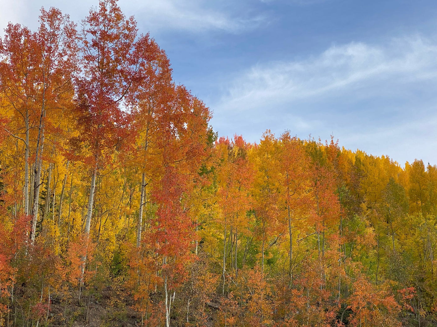RV rental adventure: Immerse in autumn's vibrant red, orange, & yellow aspen forest under a clear blue sky.