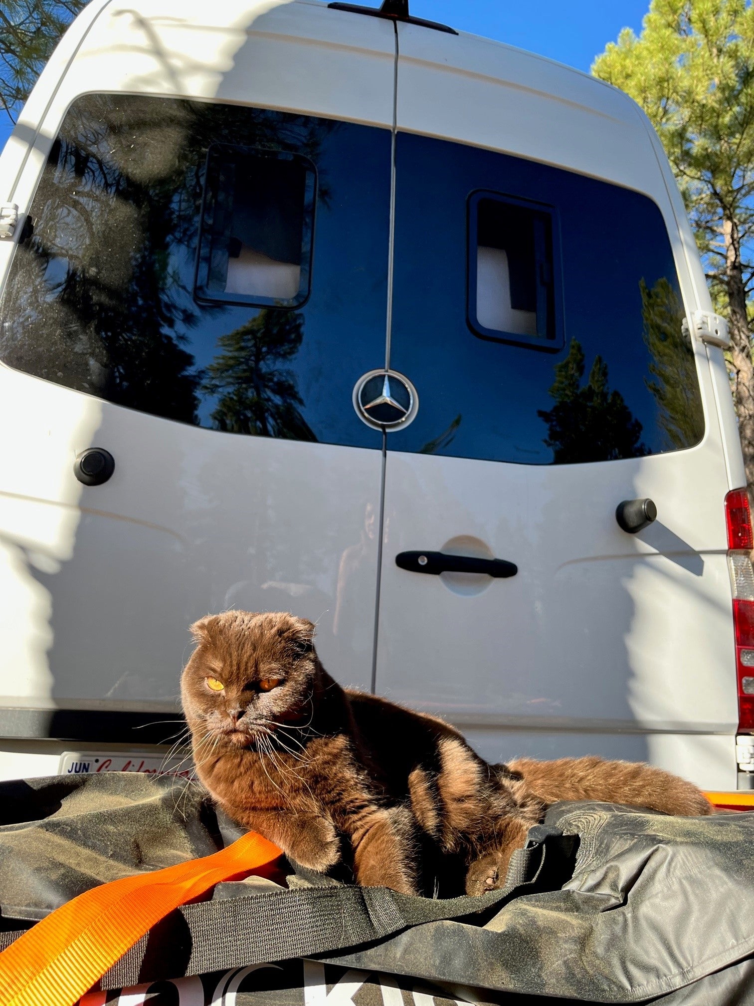 A chocolate Scottish Fold cat with bright orange eyes rests on a travel bag behind an RV rental van. Perfect pet-friendly van life adventure!