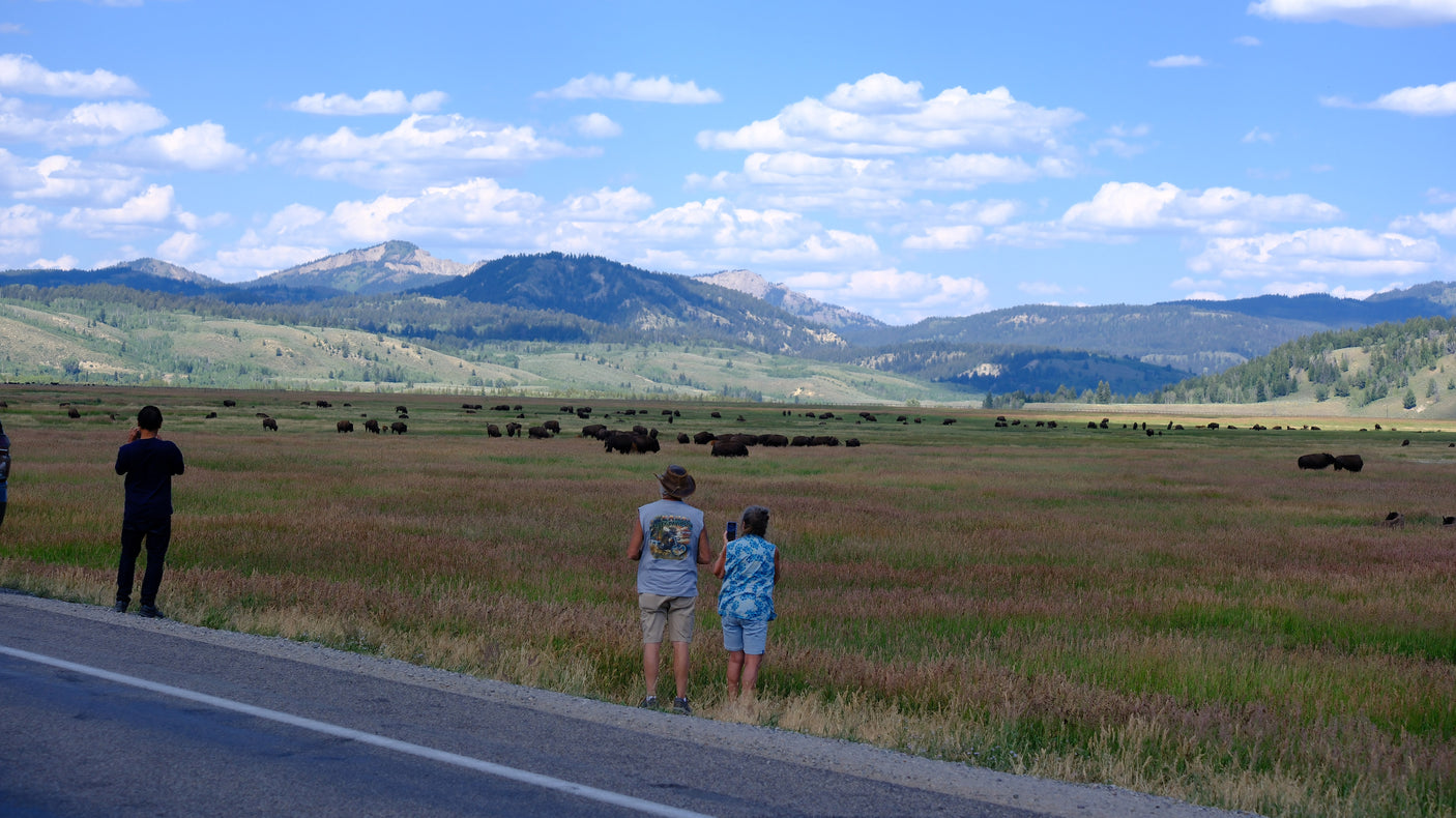 Visitors watch a large bison herd in a scenic national park vista with mountains. Ideal stop for an RV rental.