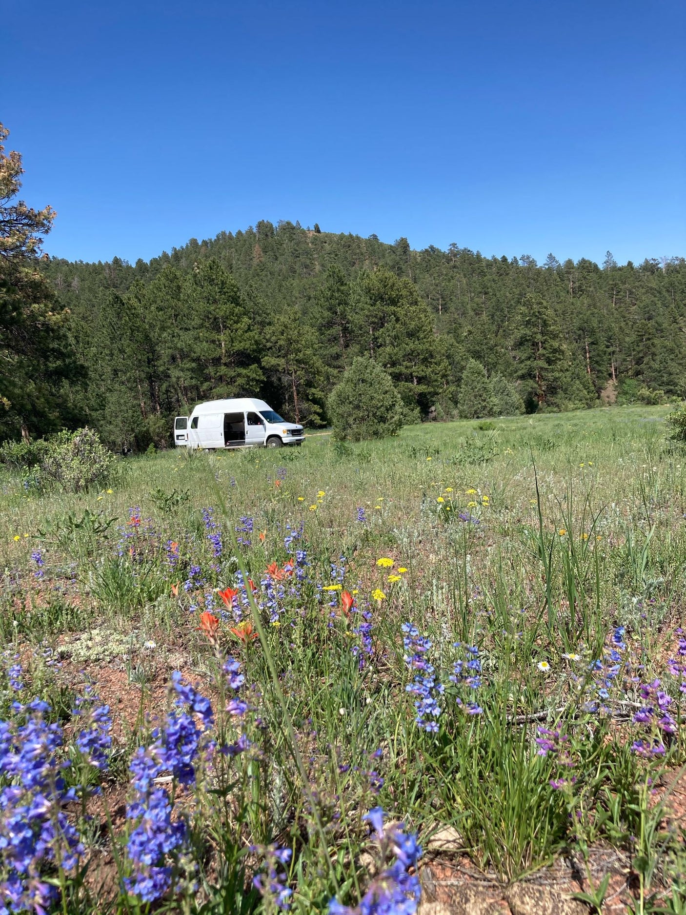 Serene nature escape: White camper van (RV rental) parked in a blooming wildflower meadow, surrounded by pine forest.