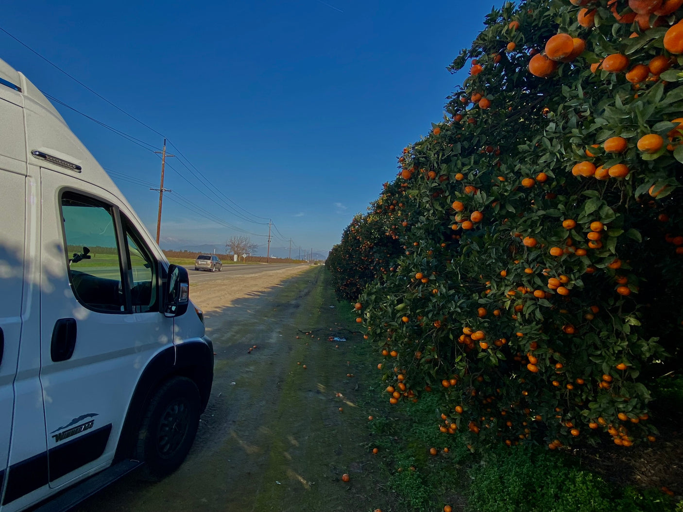 White RV rental parked beside a bountiful orange grove under a clear blue sky. Experience sweet roadside views.