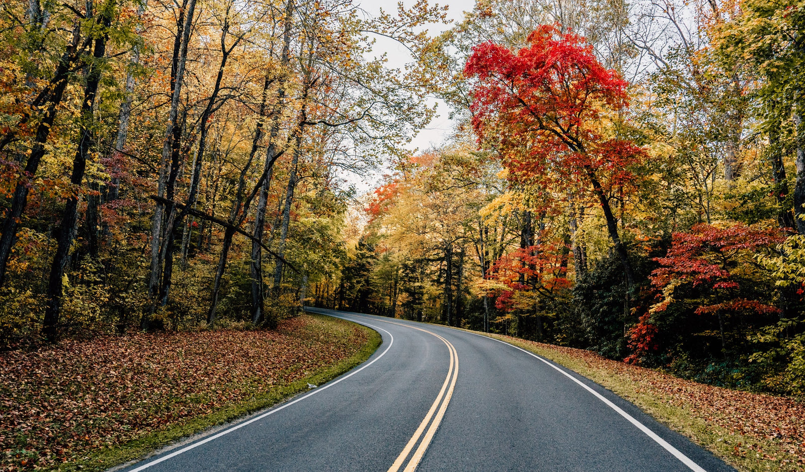 Scenic autumn road through vibrant fall foliage, ideal for an RV rental road trip.