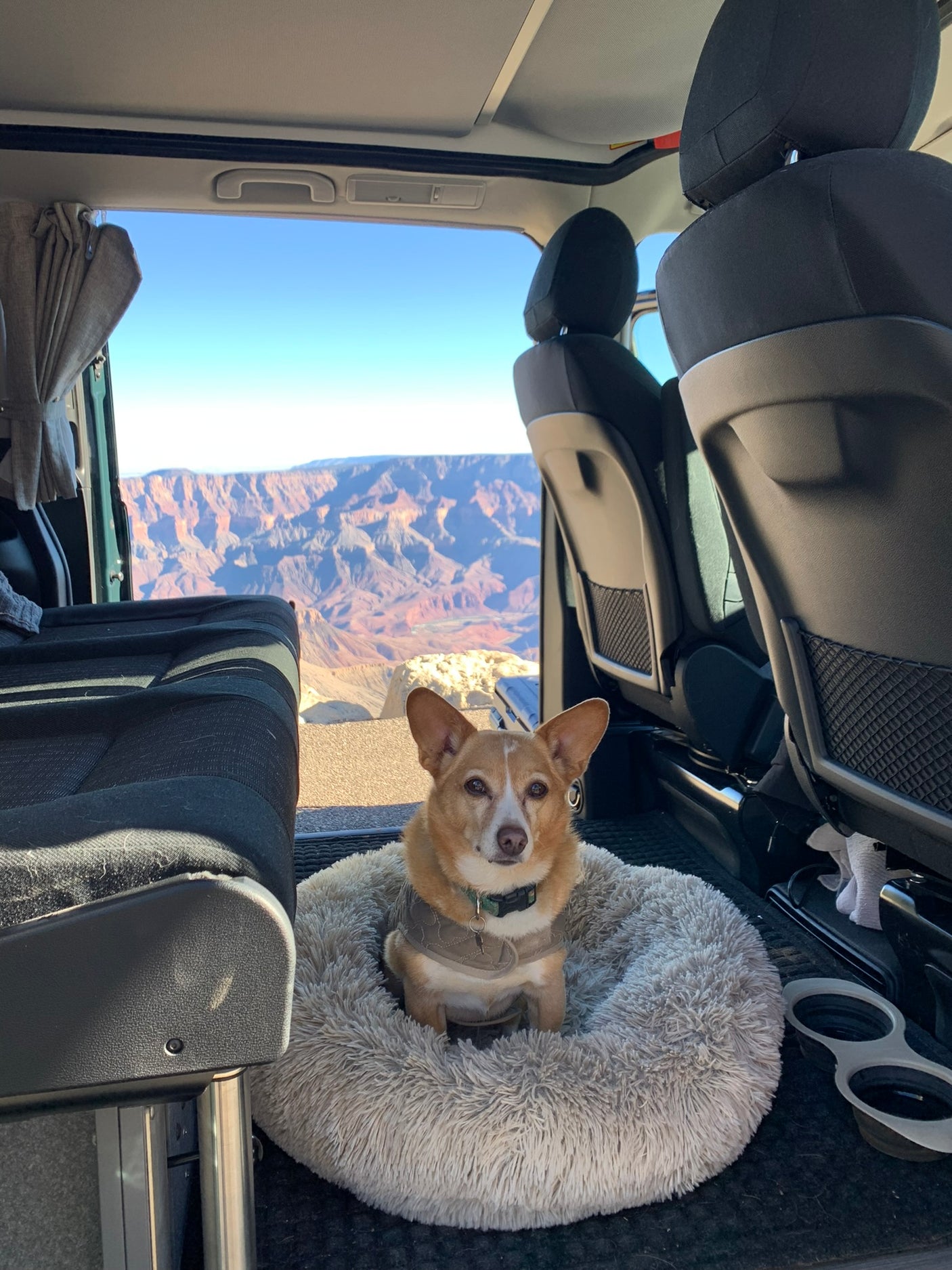 Inside an **rv rental**, a happy dog relaxes in its bed, with a stunning Grand Canyon vista outside. Ultimate pet-friendly travel!