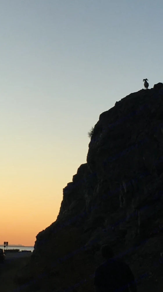Silhouetted bighorn sheep on a mountain peak against a sunset sky, a highlight of an RV rental adventure.