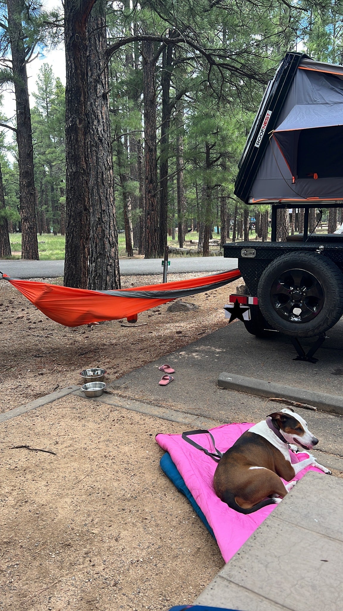 RV rental adventure: A dog rests near an orange hammock & rooftop tent amidst a peaceful pine forest campsite. — photo 18
